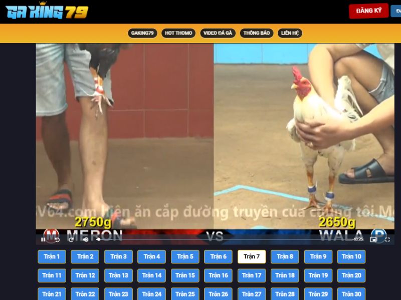 Xem đá gà nét, độ trễ thấp chỉ có trên GAKING79